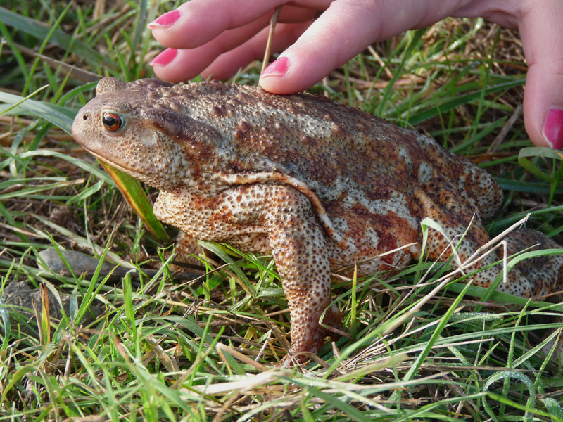 Bufo bufo spinosus